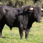 Toros de Victorino Martín para la feria de Dax 2017