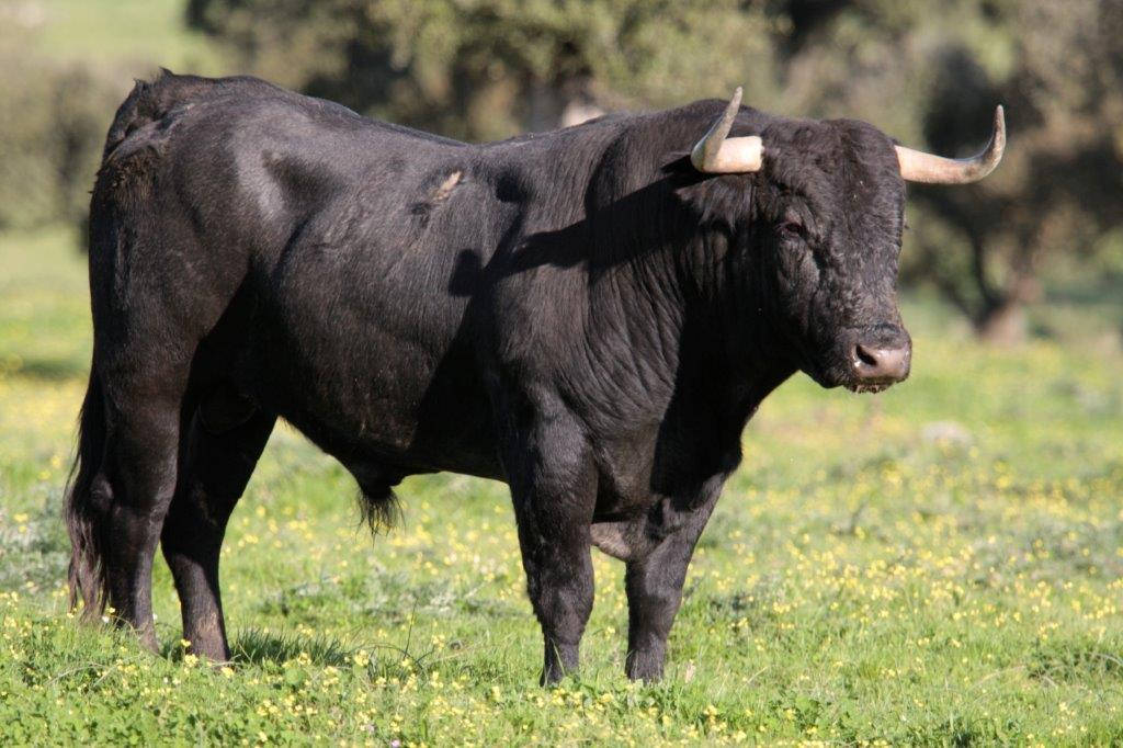 Toros de Victorino Martín para la feria de Dax 2017
