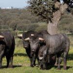 Toros de Victorino Martín para la feria de Dax 2017
