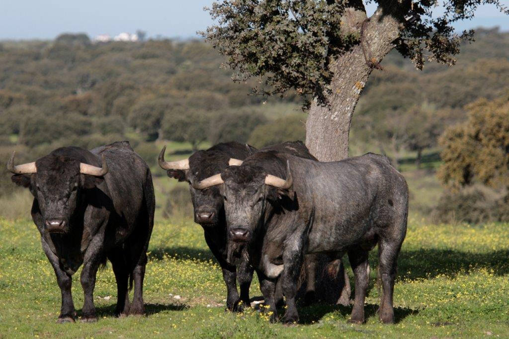 Toros de Victorino Martín para la feria de Dax 2017