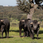 Toros de Victorino Martín para la feria de Dax 2017