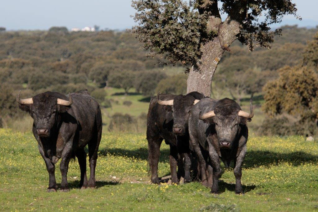Toros de Victorino Martín para la feria de Dax 2017