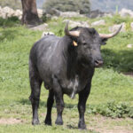 Toros de Adolfo Martín para la feria de Dax 2017