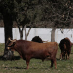 Toros de Pedraza de Yeltes para la feria de Dax 2017