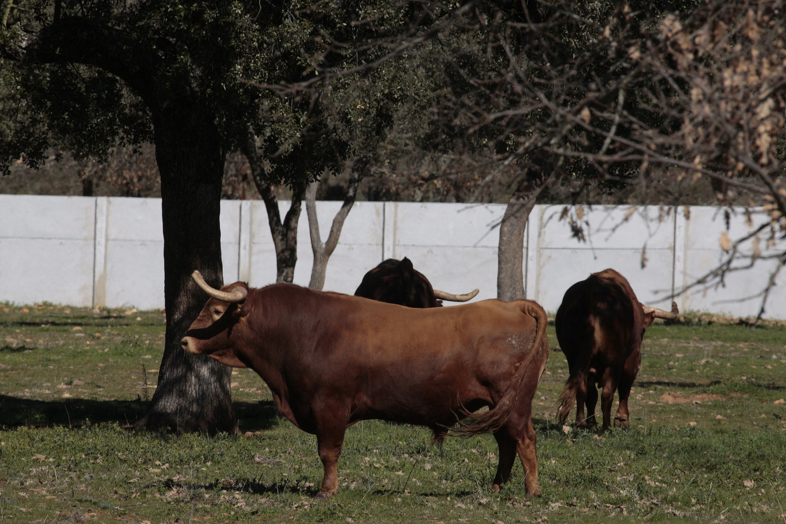 Toros de Pedraza de Yeltes para la feria de Dax 2017
