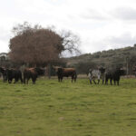 Toros de El Ventorrillo para la feria de Dax 2017