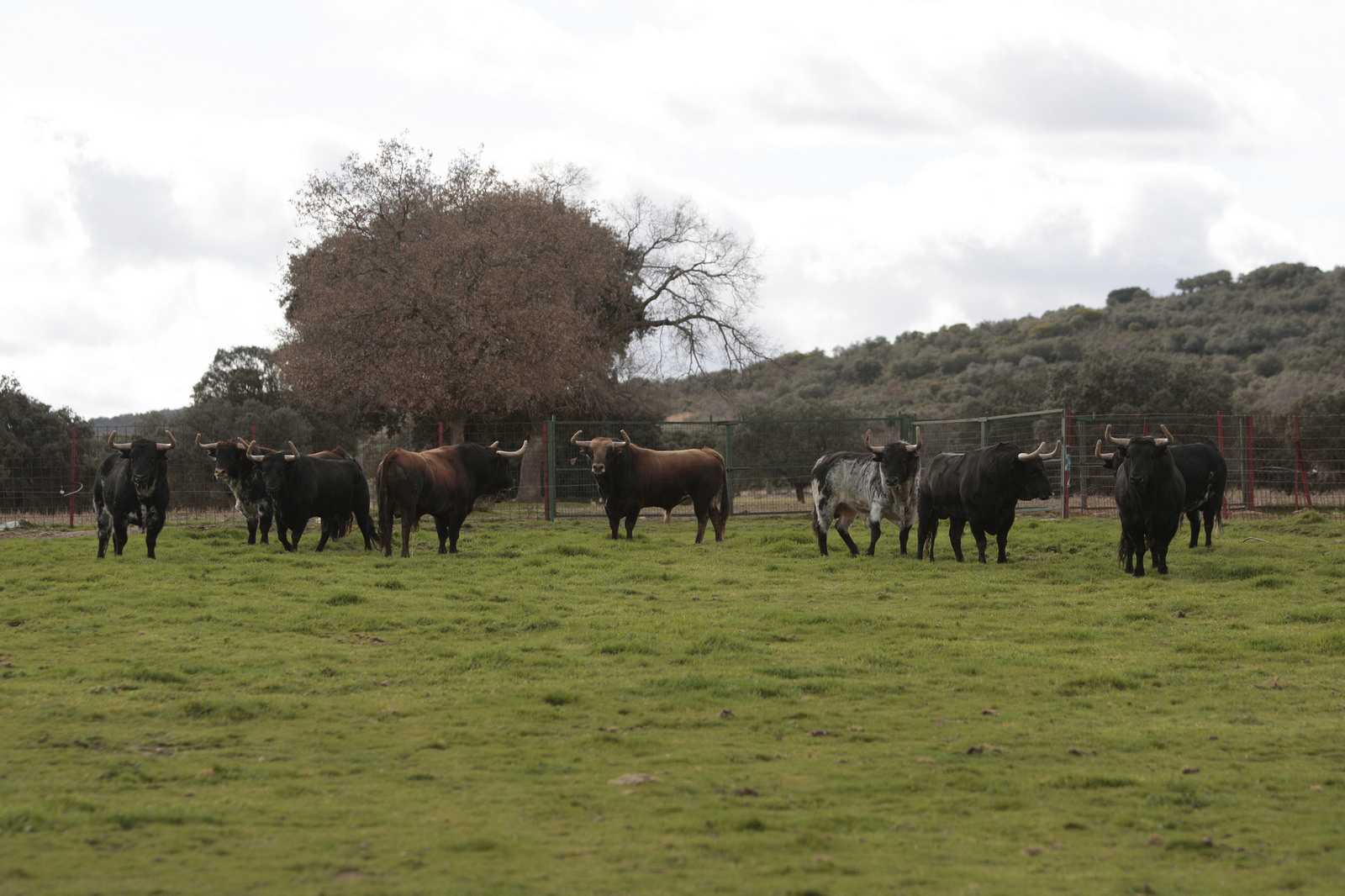 Toros de El Ventorrillo para la feria de Dax 2017
