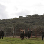 Toros de El Ventorrillo para la feria de Dax 2017