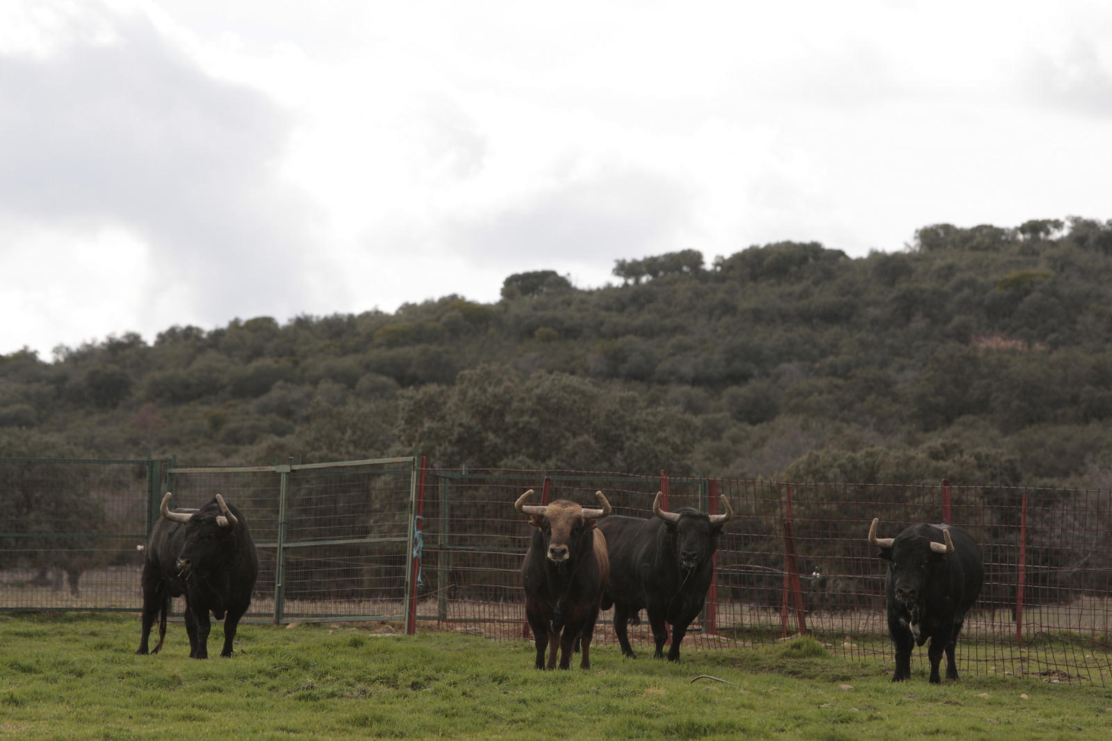 Toros de El Ventorrillo para la feria de Dax 2017