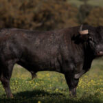 Toros de Victorino Martín para la feria de Dax 2017