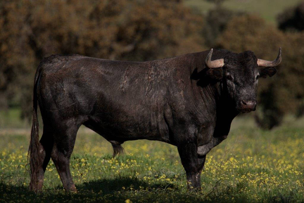 Toros de Victorino Martín para la feria de Dax 2017