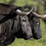 Toros de Victorino Martín para la feria de Dax 2017