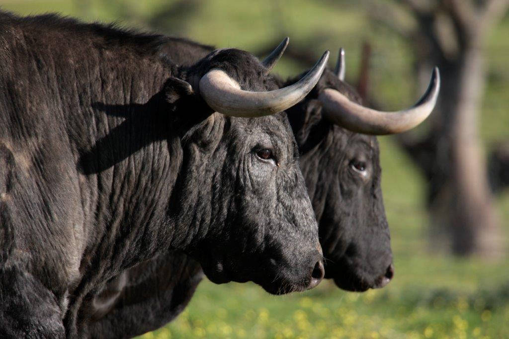 Toros de Victorino Martín para la feria de Dax 2017