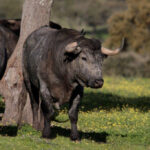 Toros de Victorino Martín para la feria de Dax 2017
