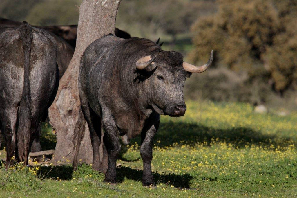 Toros de Victorino Martín para la feria de Dax 2017