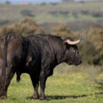 Toros de Victorino Martín para la feria de Dax 2017