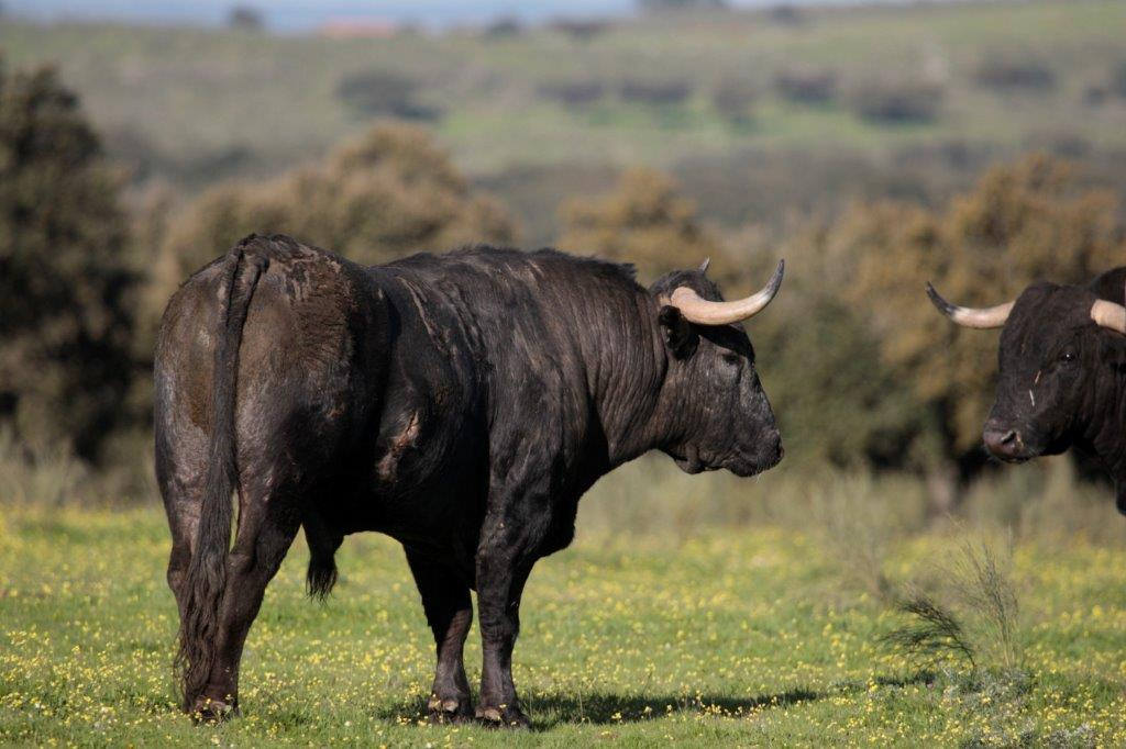 Toros de Victorino Martín para la feria de Dax 2017