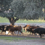 Toros de Domingo Hernández para la feria de Dax 2017