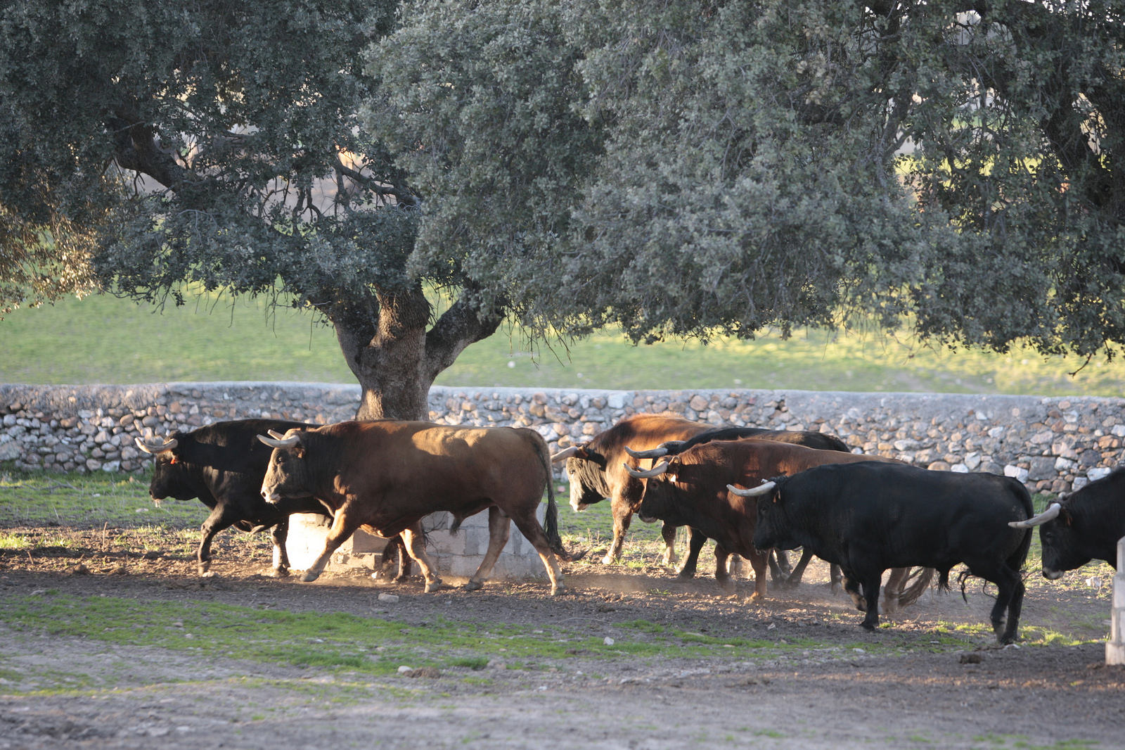 Toros de Domingo Hernández para la feria de Dax 2017