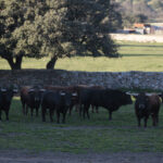 Toros de Domingo Hernández para la feria de Dax 2017