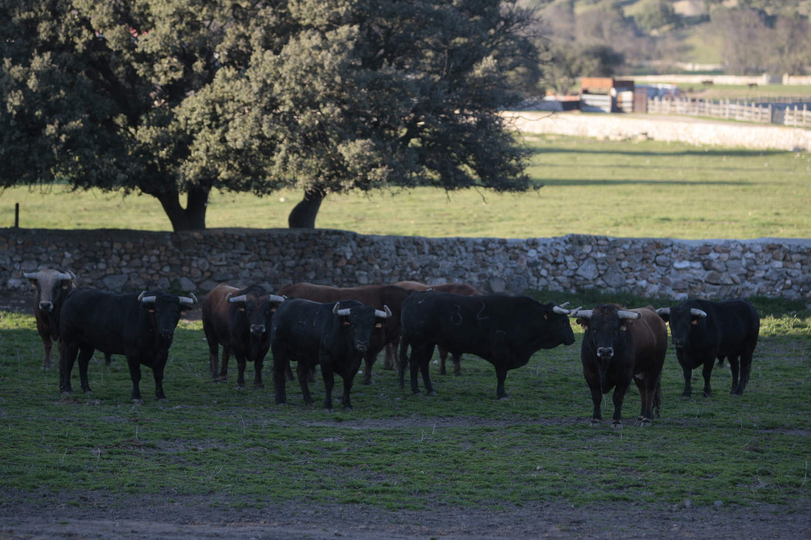 Toros de Domingo Hernández para la feria de Dax 2017