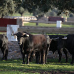 Novillos de José Cruz para la feria de Dax 2017