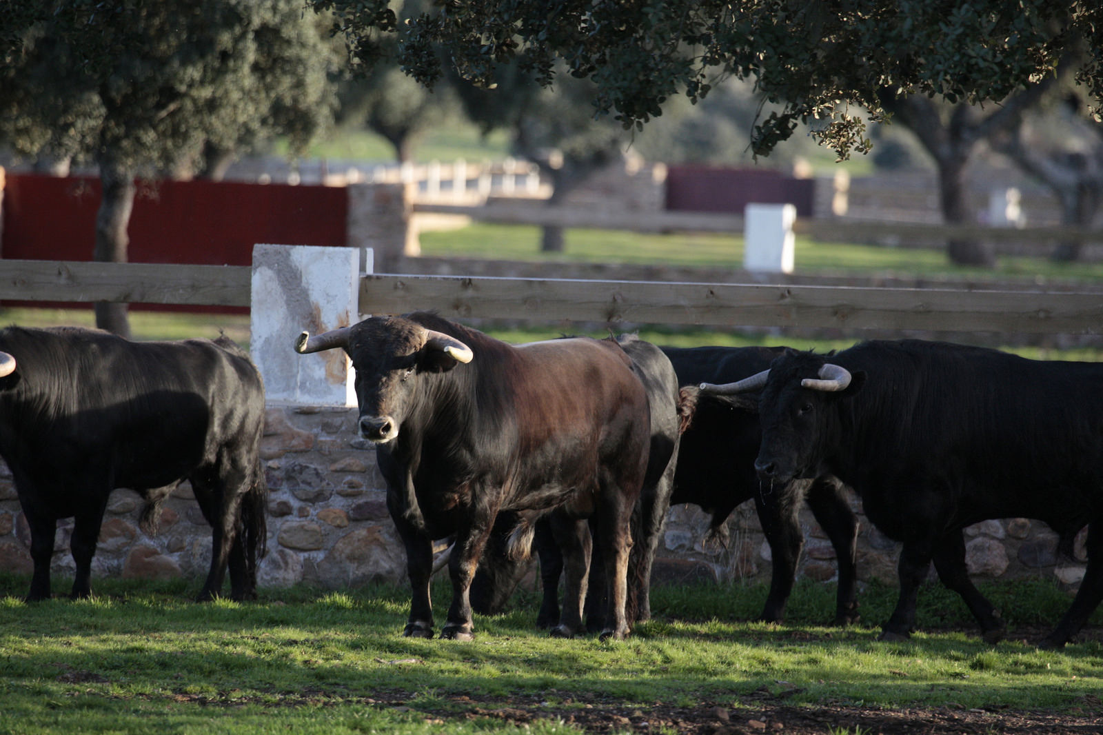 Novillos de José Cruz para la feria de Dax 2017