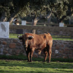 Novillos de José Cruz para la feria de Dax 2017