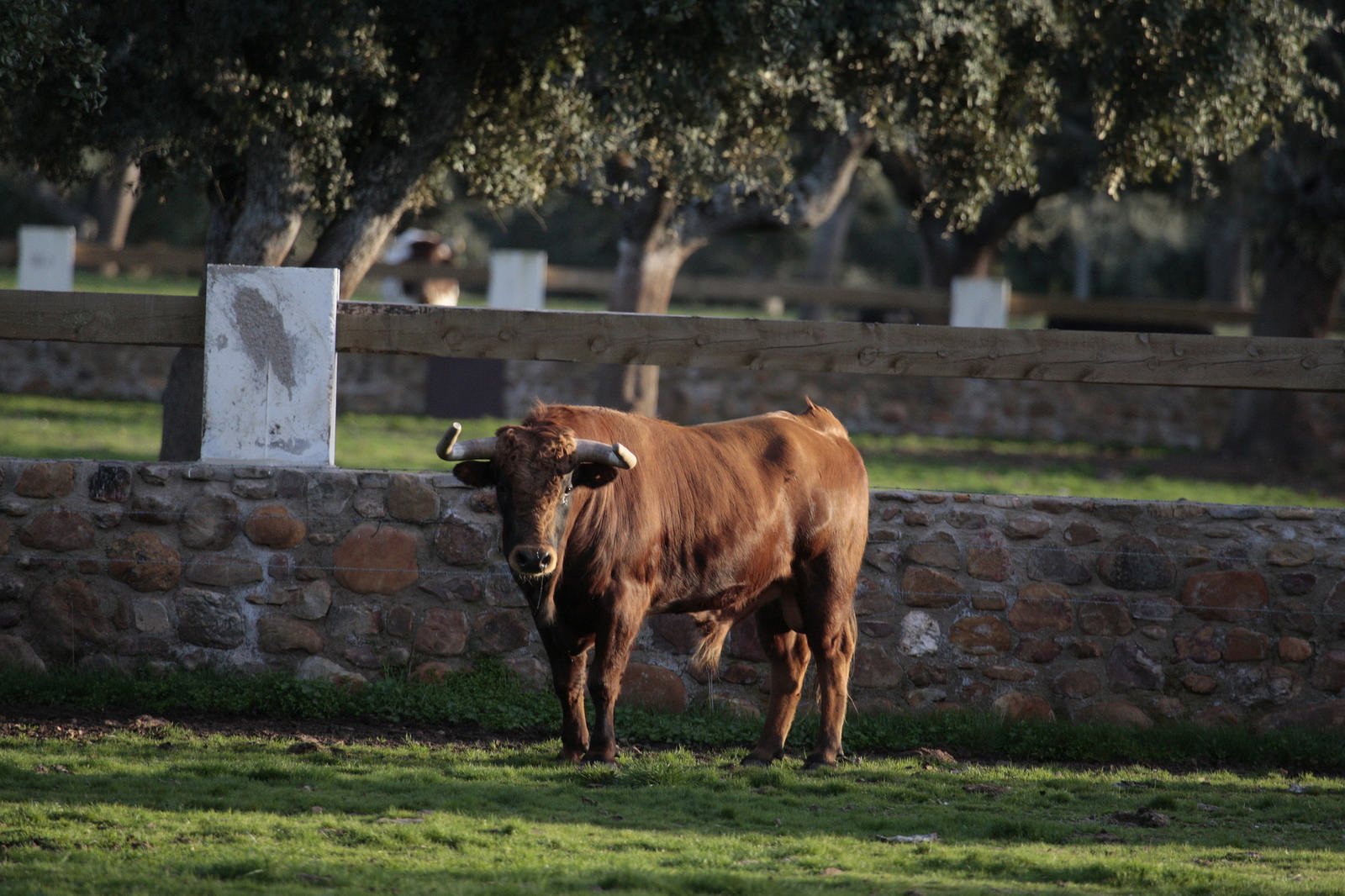 Novillos de José Cruz para la feria de Dax 2017