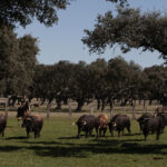 Toros de Montalvo para la feria de Dax