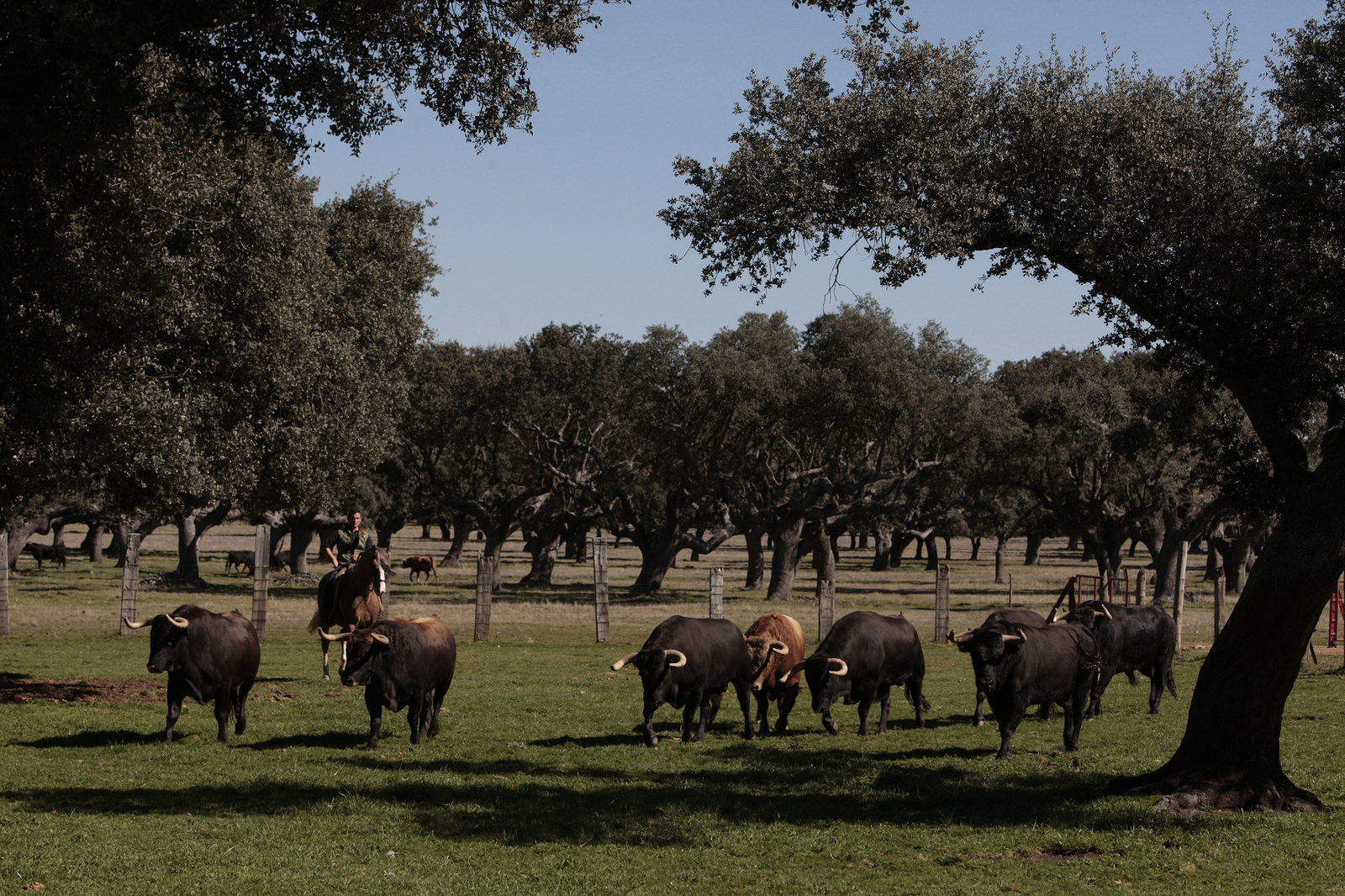 Toros de Montalvo para la feria de Dax