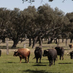 Toros de Montalvo para la feria de Dax