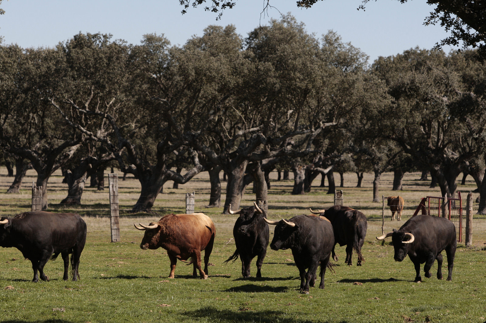 Toros de Montalvo para la feria de Dax