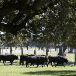 Toros de Montalvo para la feria de Dax