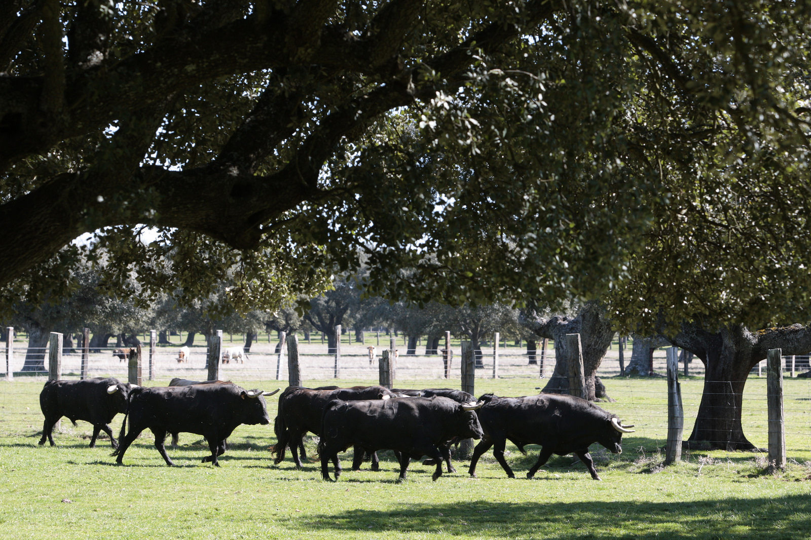 Toros de Montalvo para la feria de Dax