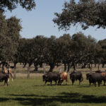 Toros de Montalvo para la feria de Dax