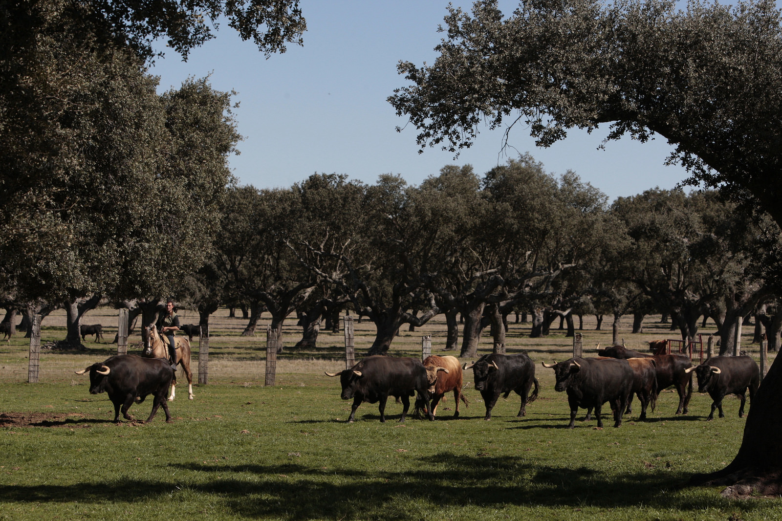 Toros de Montalvo para la feria de Dax