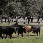 Toros de Montalvo para la feria de Dax