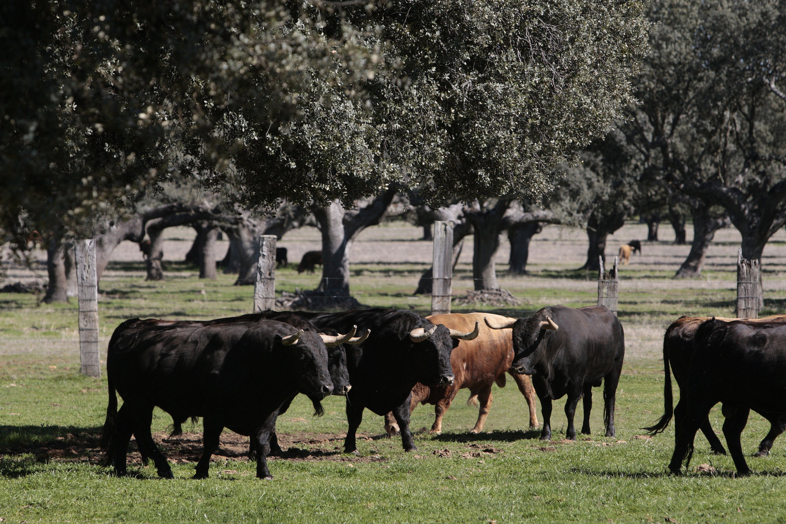 Toros de Montalvo para la feria de Dax