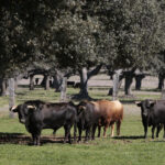 Toros de Montalvo para la feria de Dax
