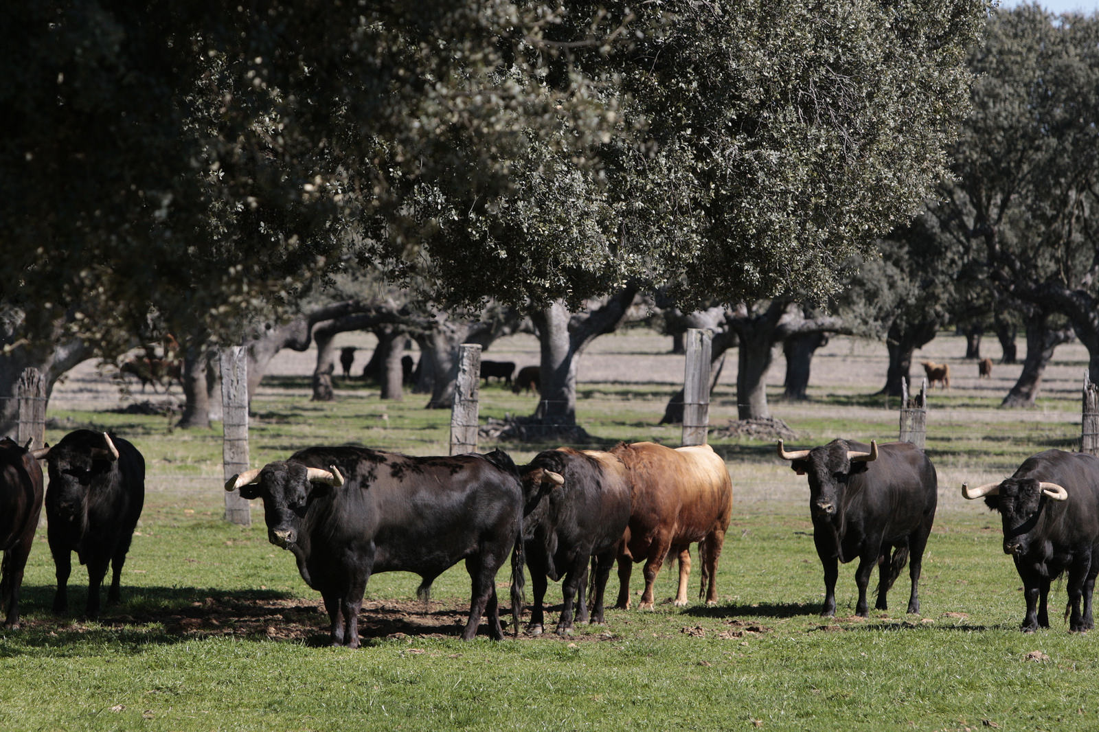 Toros de Montalvo para la feria de Dax