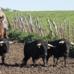Toros de Núñez del Cuvillo para la feria de Dax 2017