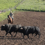 Toros de Núñez del Cuvillo para la feria de Dax 2017