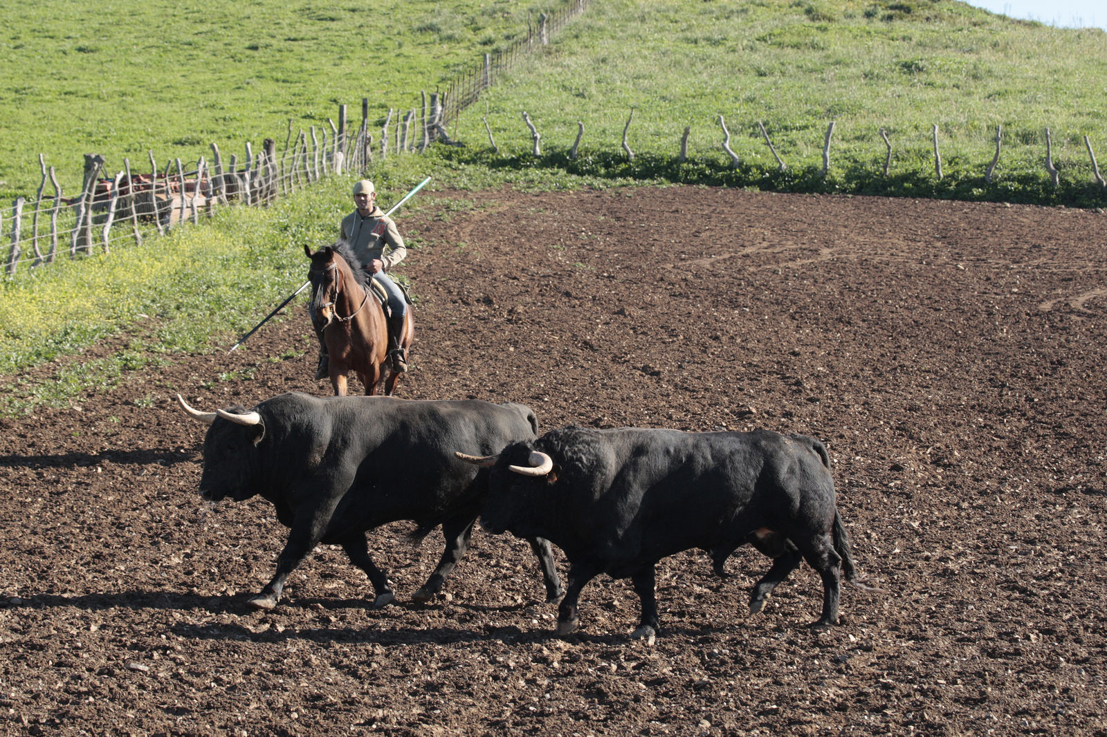 Toros de Núñez del Cuvillo para la feria de Dax 2017
