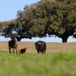 Toros de Puerto de San Lorenzo para la feria de Dax 2017