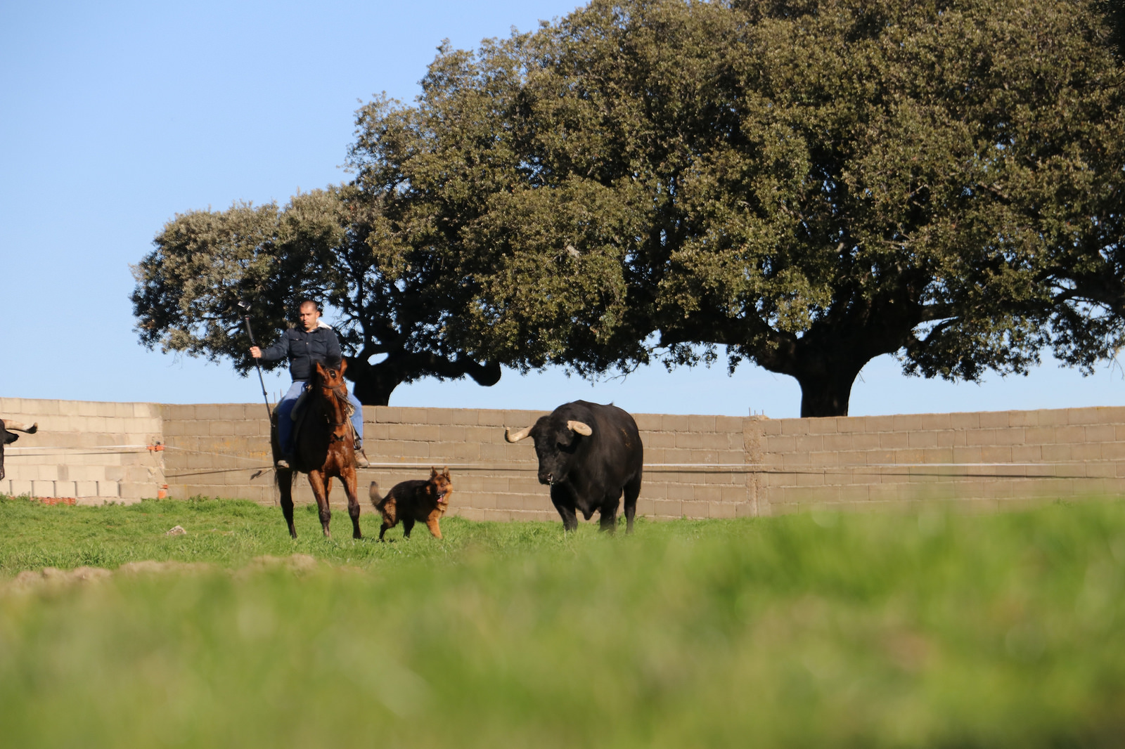 Toros de Puerto de San Lorenzo para la feria de Dax 2017