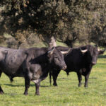 Toros de Victorino Martín para la feria de Dax 2017