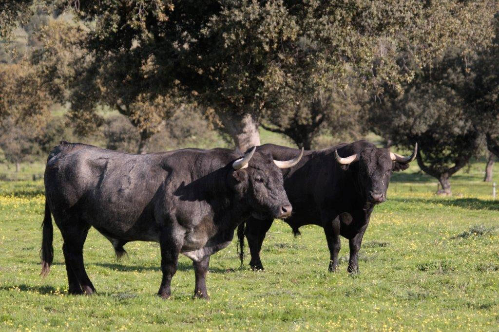 Toros de Victorino Martín para la feria de Dax 2017