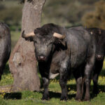 Toros de Victorino Martín para la feria de Dax 2017