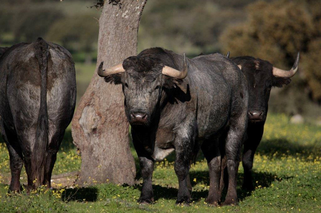 Toros de Victorino Martín para la feria de Dax 2017